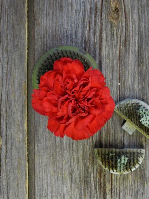 POMODORO   RED CARNATIONS